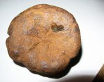 Медуза Palaeosemaeostoma riasanense