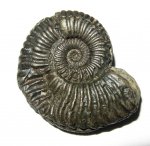 Amoeboceras
