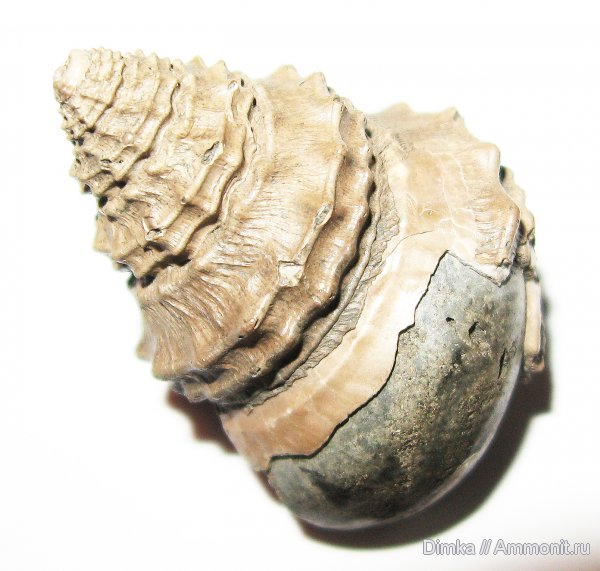 гастроподы, юра, кимеридж, Кимры, нижний кимеридж, Kimmeridgian, Jurassic, Upper Jurassic