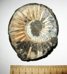 Virgatites gerassimovi Virgatites gerassimovi