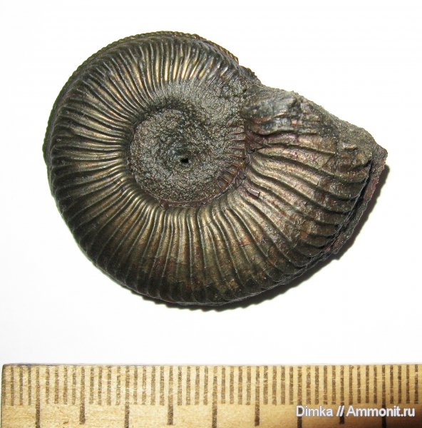 юра, Бронницы, оксфорд, Марково, Amoeboceras, верхний оксфорд, Amoeboceras alternoides, Oxfordian, Upper Oxfordian, Jurassic