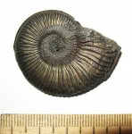 Amoeboceras alternoides