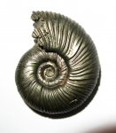 Perisphinctes?