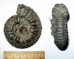 Acuticostites