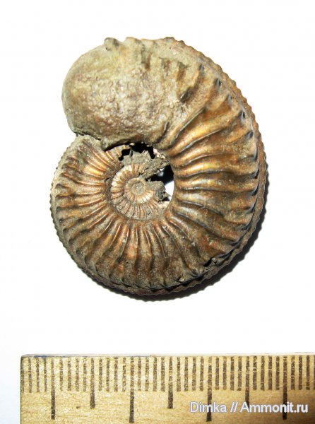 юра, Бронницы, оксфорд, Марково, Amoeboceras, верхний оксфорд, Oxfordian, Upper Oxfordian, Jurassic