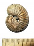 Amoeboceras Amoeboceras
