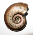 Brightia subinvoluta (Bonarelli)