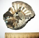 Virgatites gerassimovi
