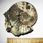 Virgatites gerassimovi