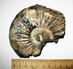 Virgatites gerassimovi
