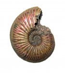 Amoeboceras