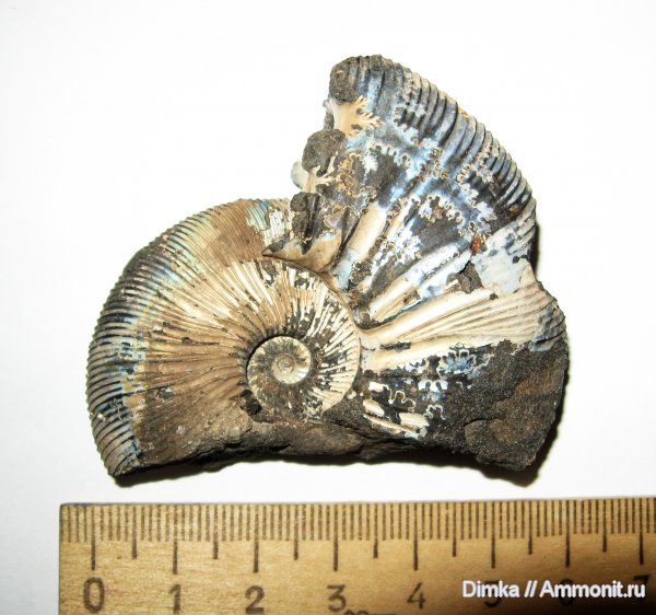 юра, Virgatites, волжский ярус, Мневники, Virgatites gerassimovi, зона Virgatites gerassimovi, Volgian, Jurassic