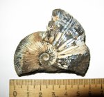 Virgatites gerassimovi