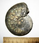 Virgatites