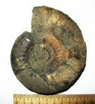 Dorsoplanites panderi Dorsoplanites panderi
