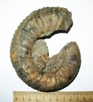 Dorsoplanites panderi Dorsoplanites panderi
