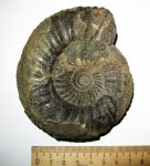 Dorsoplanites panderi