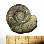 Dorsoplanites panderi