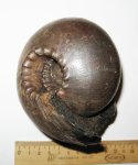 Cadoceras stupachenkoi
