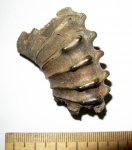 Peltoceras