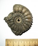 Pavlovia Pavlovia