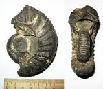 Dorsoplanites panderi Dorsoplanites panderi