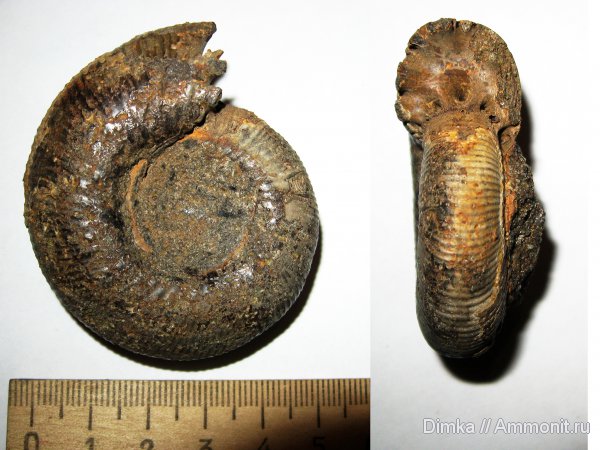 юра, Laugeites, Мостово-Василево, средний подъярус волжского яруса, Dorsoplanitidae, Jurassic