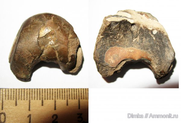 оксфорд, келловей, Кимры, Oxfordian, Callovian, Middle Jurassic