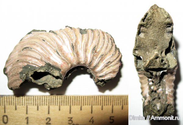 юра, Cardioceras, нижний оксфорд, Кимры, Lower Oxfordian, Jurassic