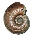 Kosmoceras