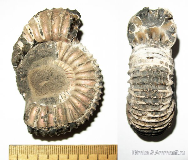 юра, кимеридж, Кимры, нижний кимеридж, Crussoliceras, Kimmeridgian, Jurassic, Upper Jurassic