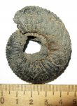 Dorsoplanites panderi Dorsoplanites panderi