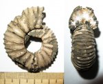 Небольшая Lomonossovella lomonossovi