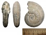 Kosmoceras с повреждением Kosmoceras с повреждением