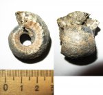Erymnoceras