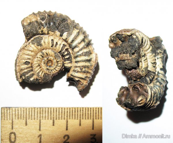 юра, кимеридж, Кимры, нижний кимеридж, Crussoliceras, Kimmeridgian, Jurassic, Upper Jurassic