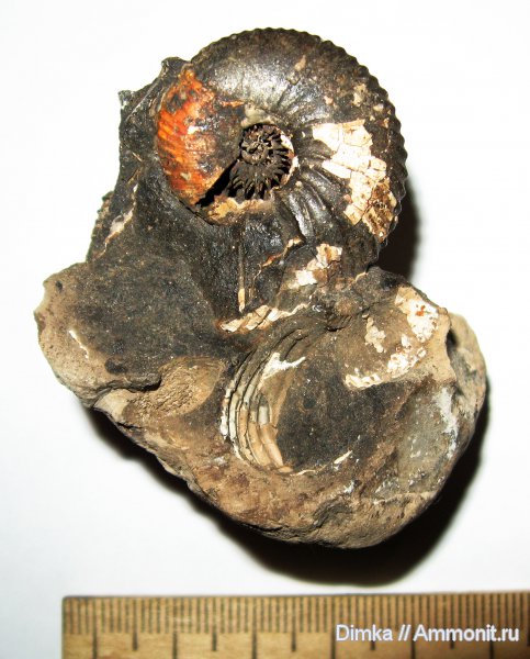 юра, келловей, Pseudocadoceras, р. Унжа, Макарьев, Callovian, Jurassic, Middle Jurassic