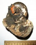 Pseudocadoceras Pseudocadoceras