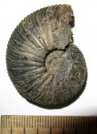 Virgatites virgatus