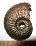 Kosmoceras