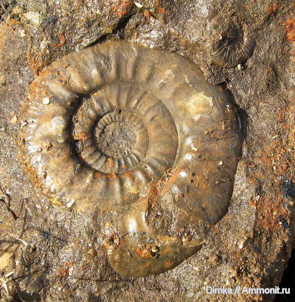 юра, нижний келловей, келловей, Indosphinctes, Homeoplanulites, Никитино, Callovian, Jurassic, Middle Jurassic, Lower Callovian