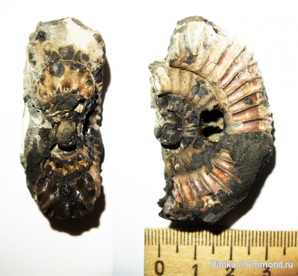 юра, кимеридж, Кимры, нижний кимеридж, поперечное сечение, Crussoliceras, Kimmeridgian, Jurassic, Upper Jurassic