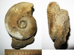Kosmoceras enodatum