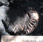Epivirgatites bipliciformis