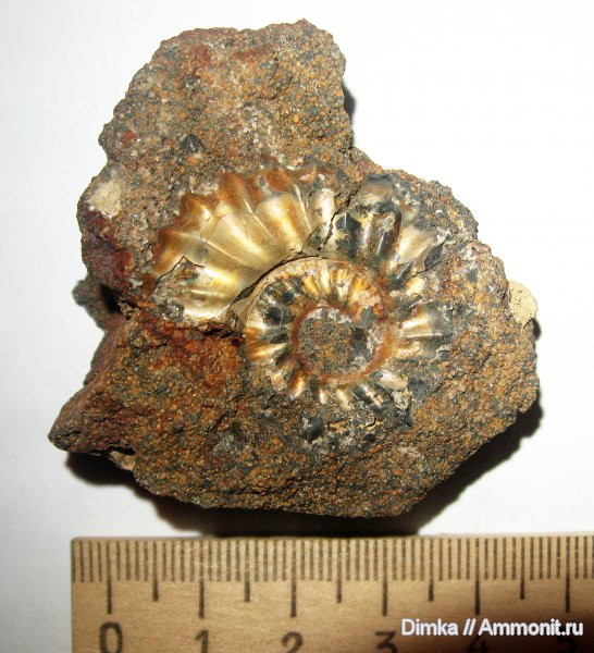мел, Воскресенск, Елкино, берриас, Riasanites, Berriasian, Cretaceous