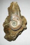 Kosmoceras на кристалле гипса Kosmoceras на кристалле гипса