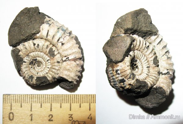 юра, кимеридж, Кимры, нижний кимеридж, Crussoliceras, Kimmeridgian, Jurassic, Upper Jurassic