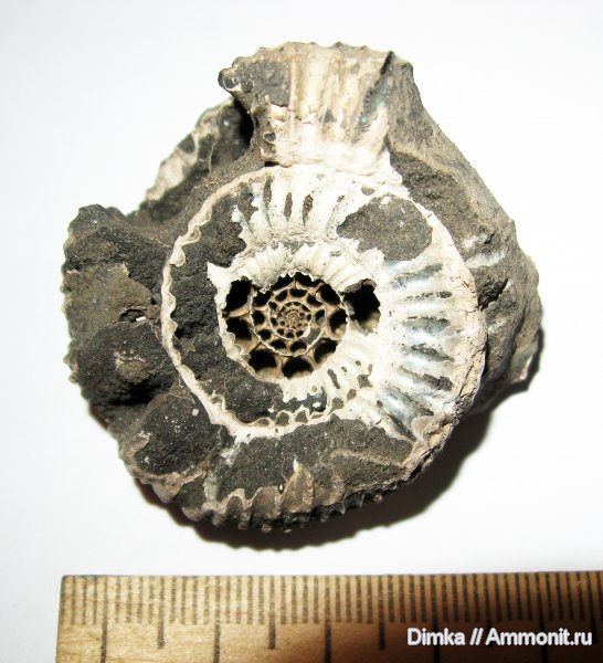 юра, кимеридж, Кимры, нижний кимеридж, Kimmeridgian, Jurassic, Upper Jurassic