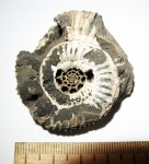 Crussoliceras