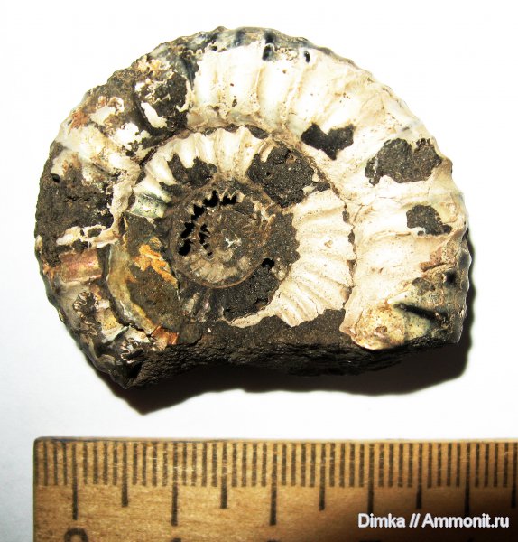 юра, кимеридж, Кимры, нижний кимеридж, Crussoliceras, Kimmeridgian, Jurassic, Upper Jurassic